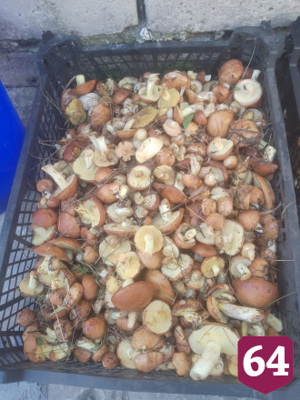 Саратовцы собирают в лесах грибы и землянику